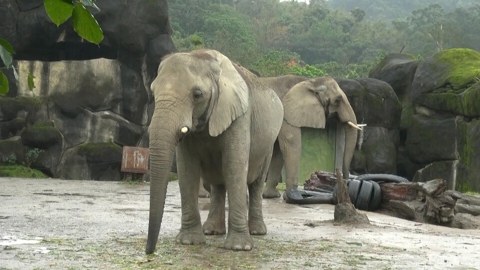 台北市立動物園のゾウ達