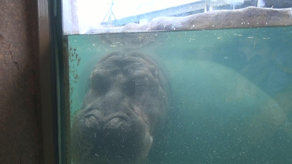 台北市立動物園の水中カバ