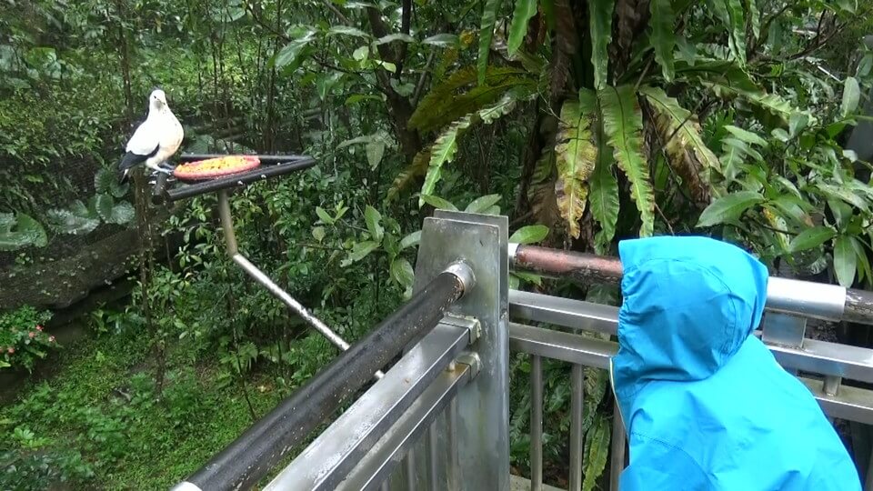 台北市立動物園の鳥と戯れる