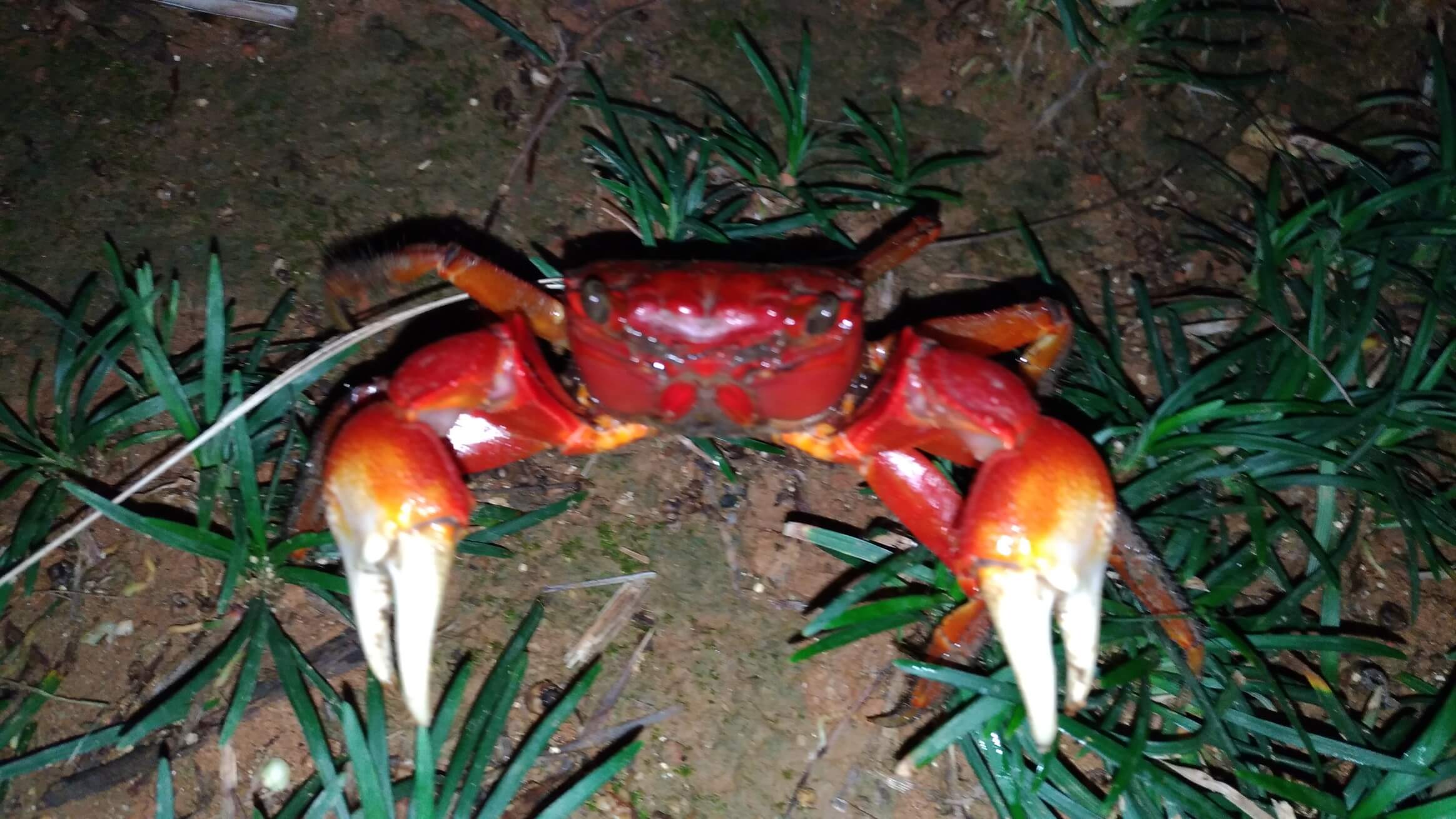 石垣島のベンケイガニ
