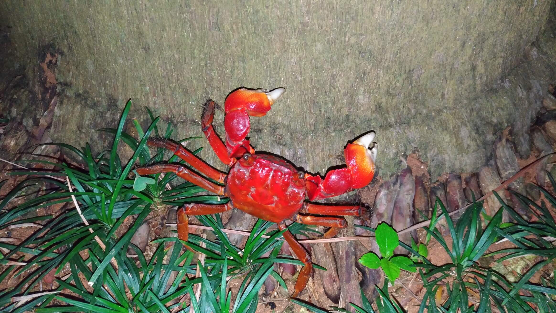 石垣島のベンケイガニ