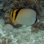 石垣島ビーチの魚