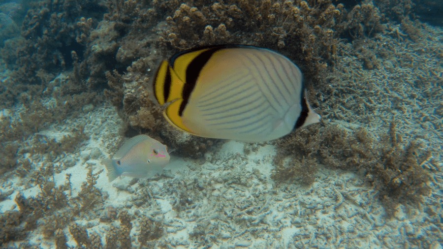 石垣島ビーチの魚