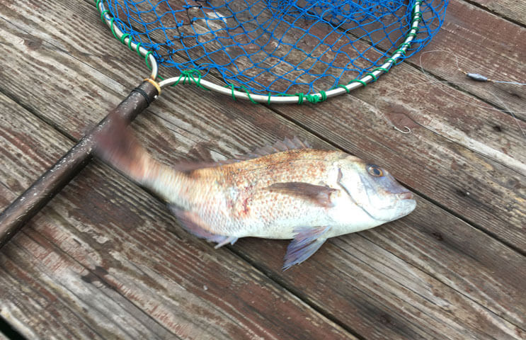 真鯛が釣れたよ